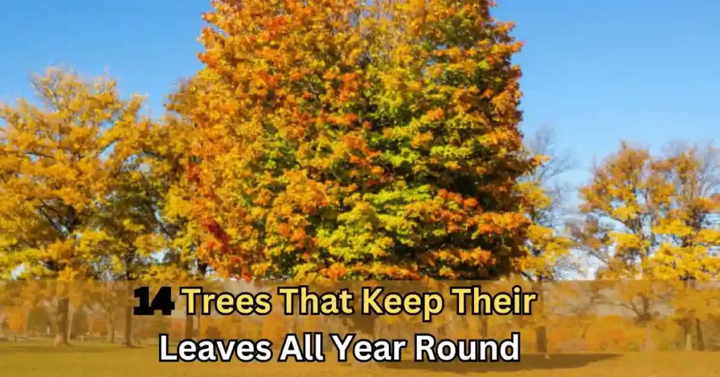 Trees That Keep Their Leaves All Year Round