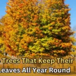 Trees That Keep Their Leaves All Year Round