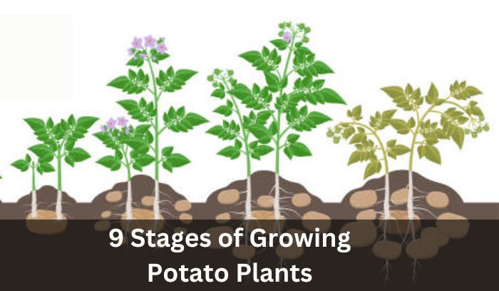 Potato Growth Stages