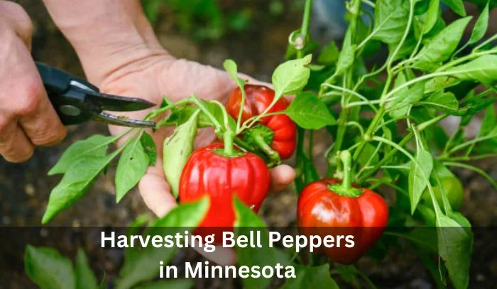 How Long Does It Take to Grow Bell Peppers in Minnesota