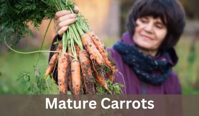 What Do Carrots Look Like When They Start to Grow