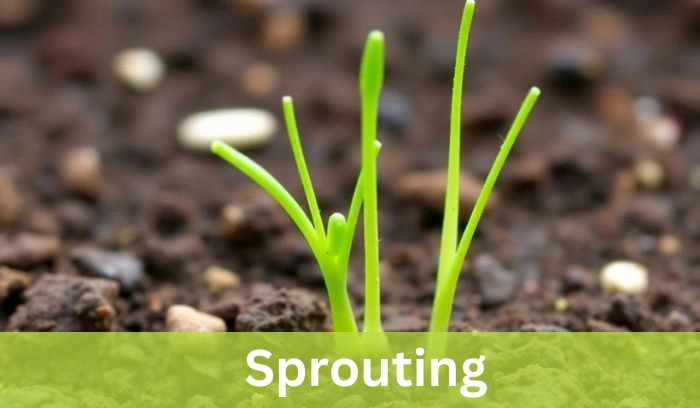 Sprouting