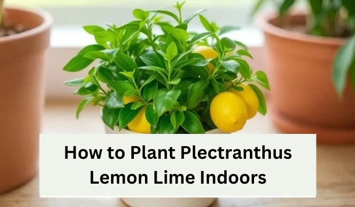 How to Plant Plectranthus Lemon Lime Indoors