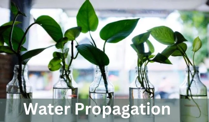 Water Propagation: Take a healthy stem from the plant and submerge it in water.