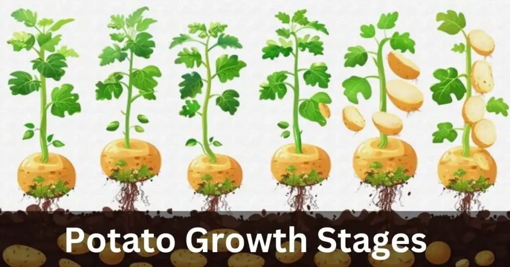 Potato Growth Stages