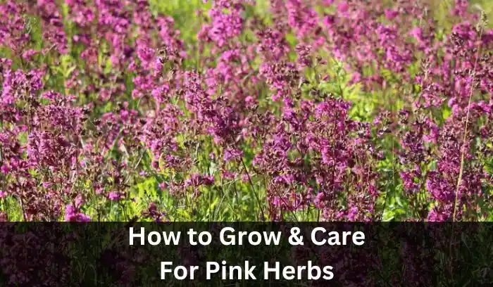 Pink Herbs