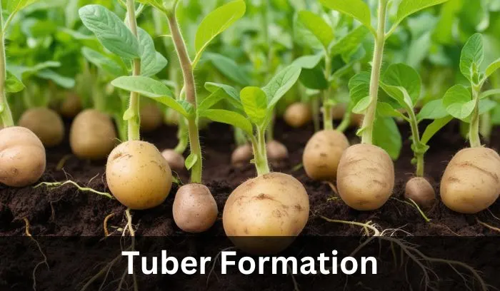 Potato Growth Stages