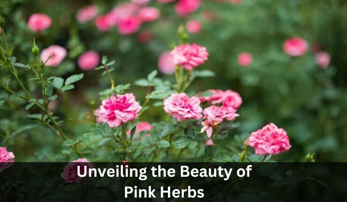 Pink Herbs