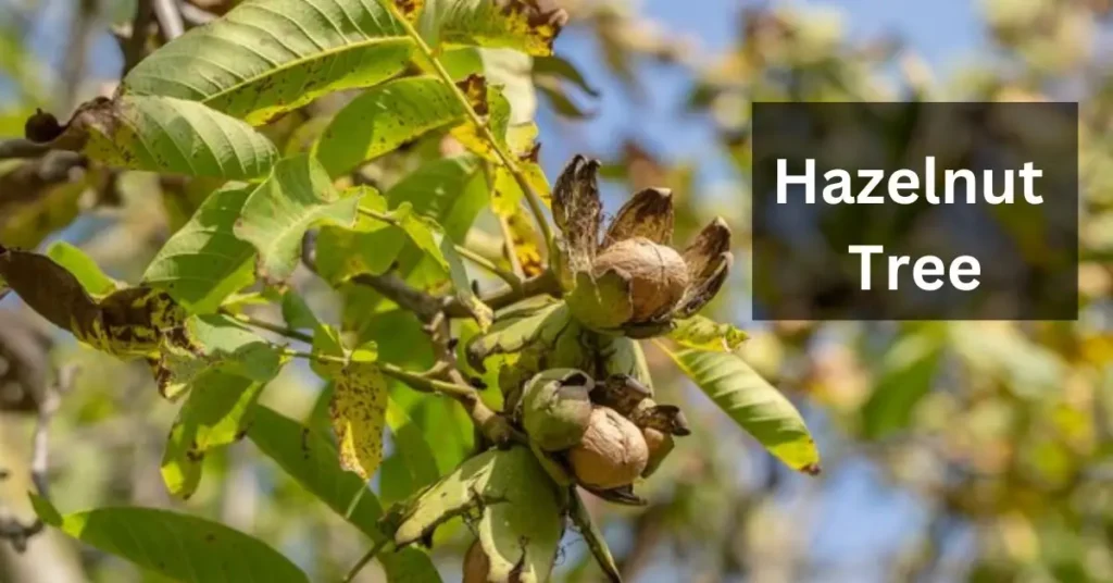 Hazelnut Tree