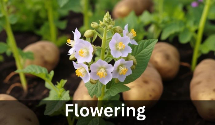 Potato Growth Stages