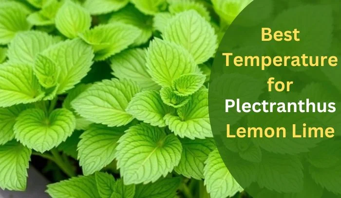 Best Temperature for Plectranthus Lemon Lime: From Initial Stage to Full Growth