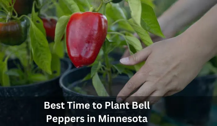 How Long Does It Take to Grow Bell Peppers in Minnesota