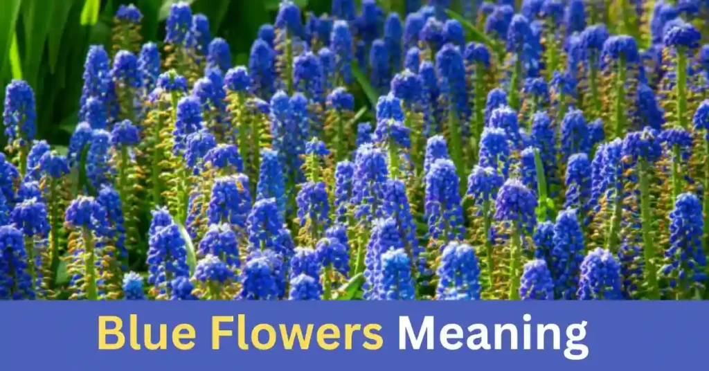 Blue Flowers Meaning