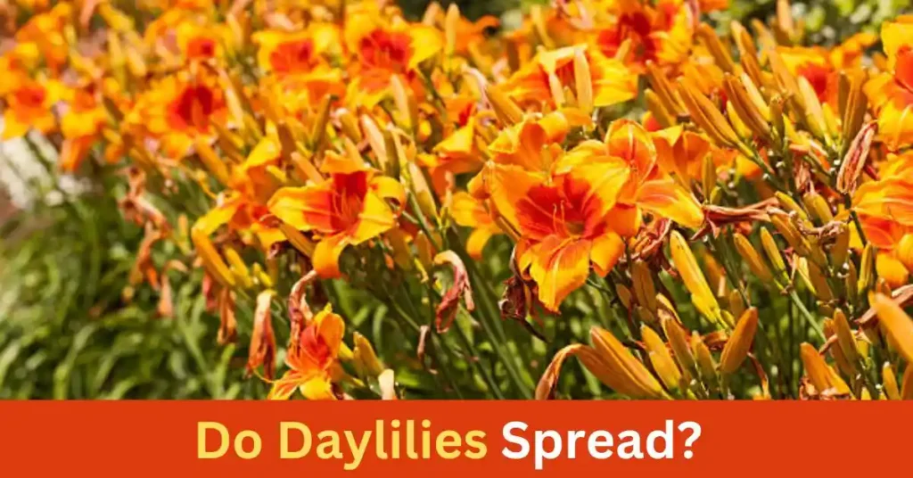 Do Daylilies Spread