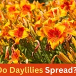 Do Daylilies Spread