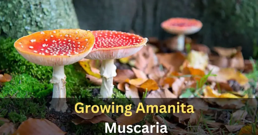 Growing Amanita Muscaria