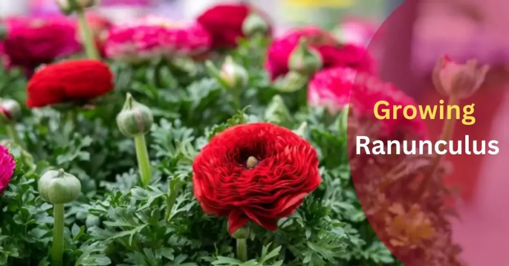 Growing Ranunculus