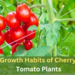 Growth Habits of Cherry Tomato Plants