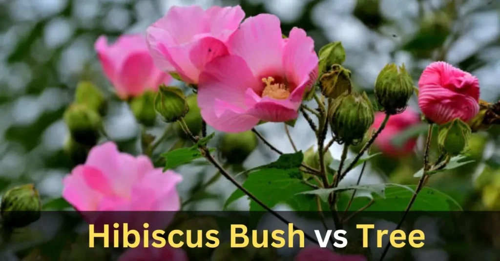 Hibiscus Bush vs Tree