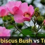 Hibiscus Bush vs Tree