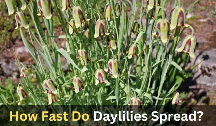 How Fast Do Daylilies Spread?