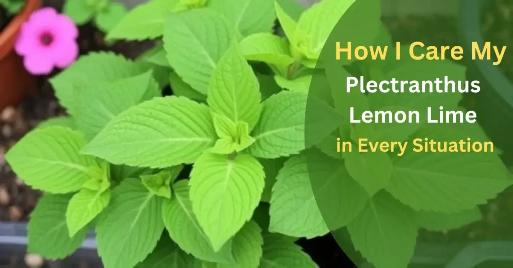 How I Care My Plectranthus Lemon Lime