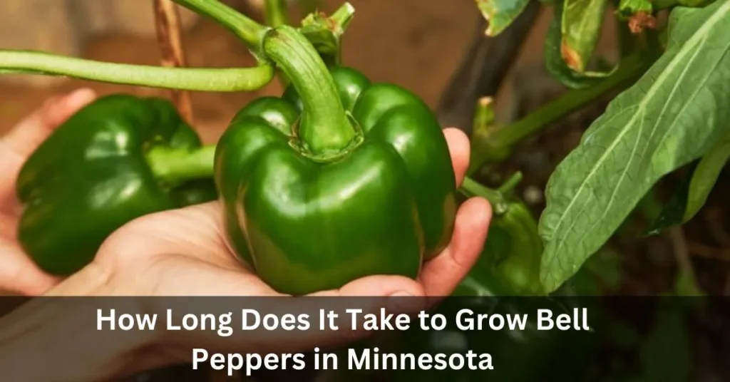 How Long Does It Take to Grow Bell Peppers in Minnesota