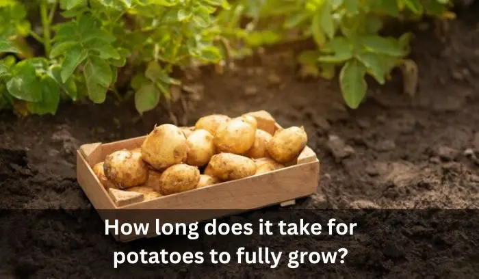 Potato Growth Stages