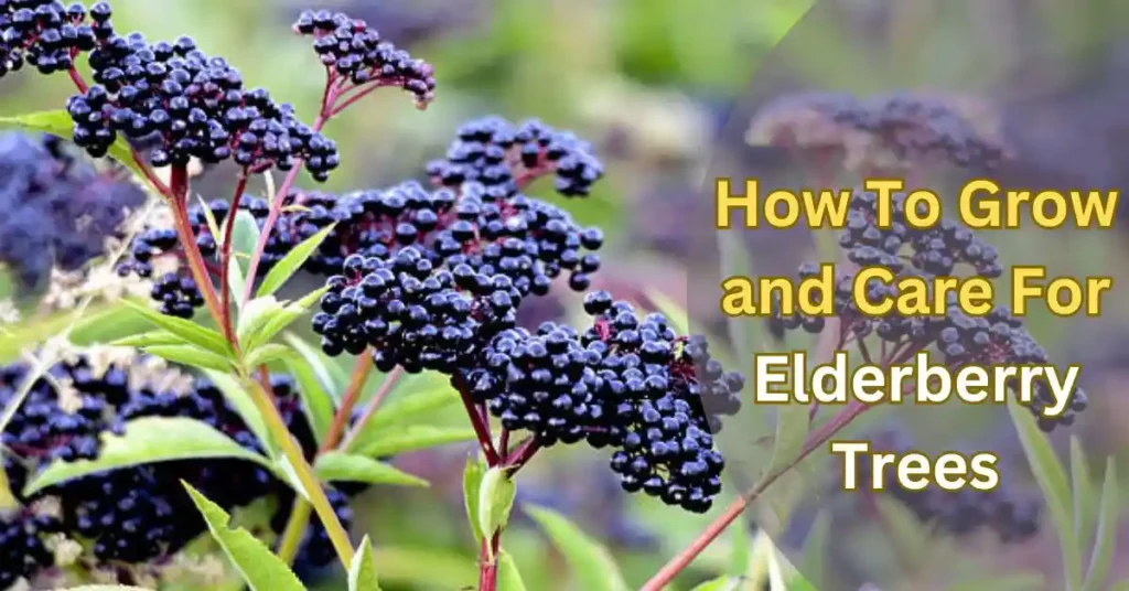 Elderberry Trees