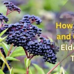 Elderberry Trees