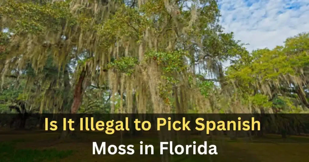 Is It Illegal to Pick Spanish Moss in Florida