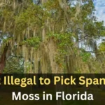 Is It Illegal to Pick Spanish Moss in Florida