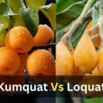 Kumquat Vs Loquat