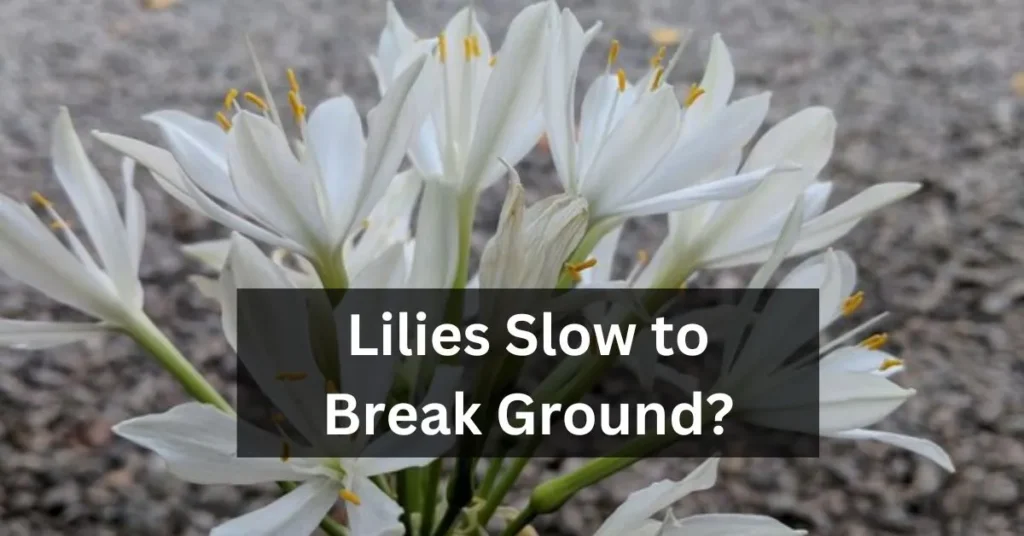 Lilies Slow to Break Ground