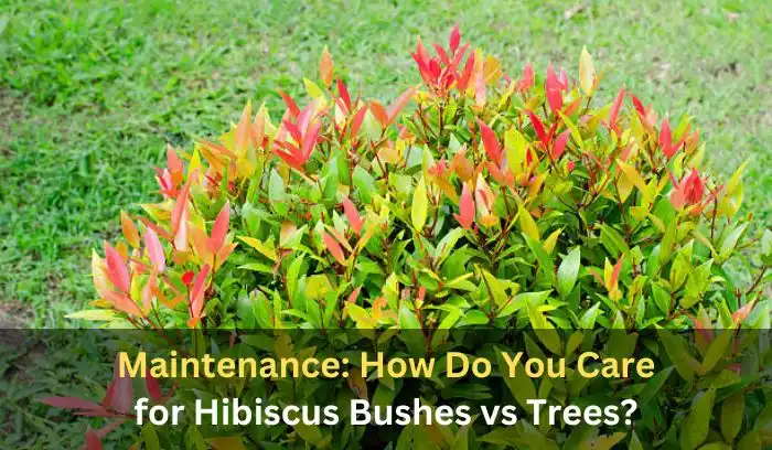 Hibiscus Bush vs Tree