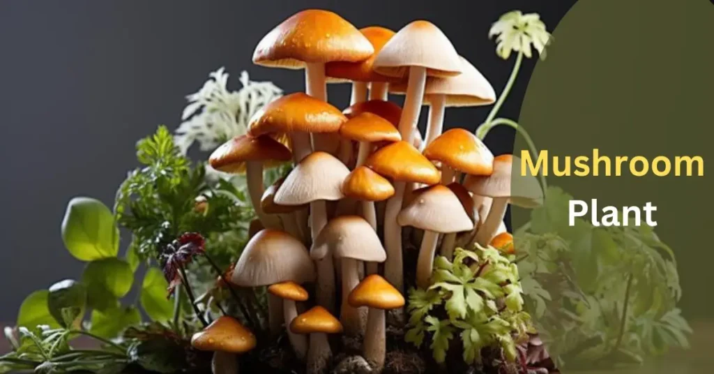 Mushroom Plant