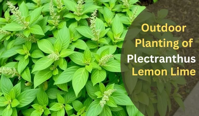 Outdoor Planting of Plectranthus Lemon Lime