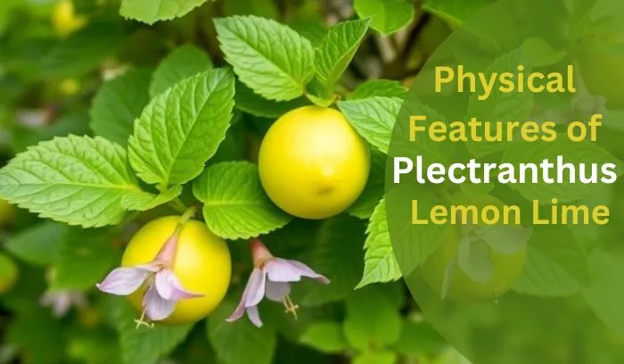 Physical Features of Plectranthus Lemon Lime