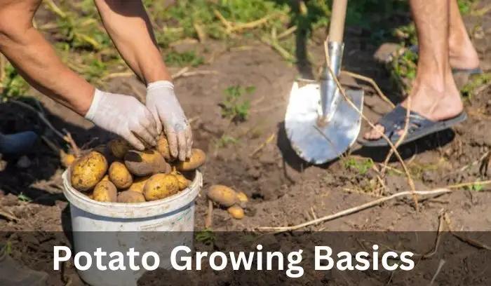 Potato Growth Stages