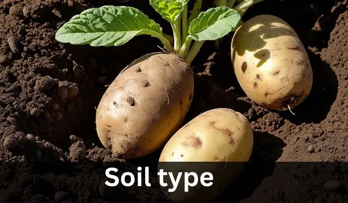 Soil type
