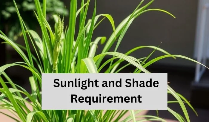 Sunlight and Shade Requirement