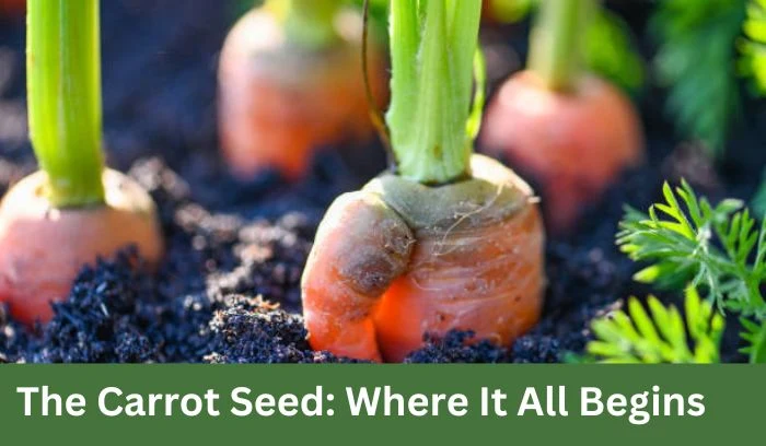 What Do Carrots Look Like When They Start to Grow