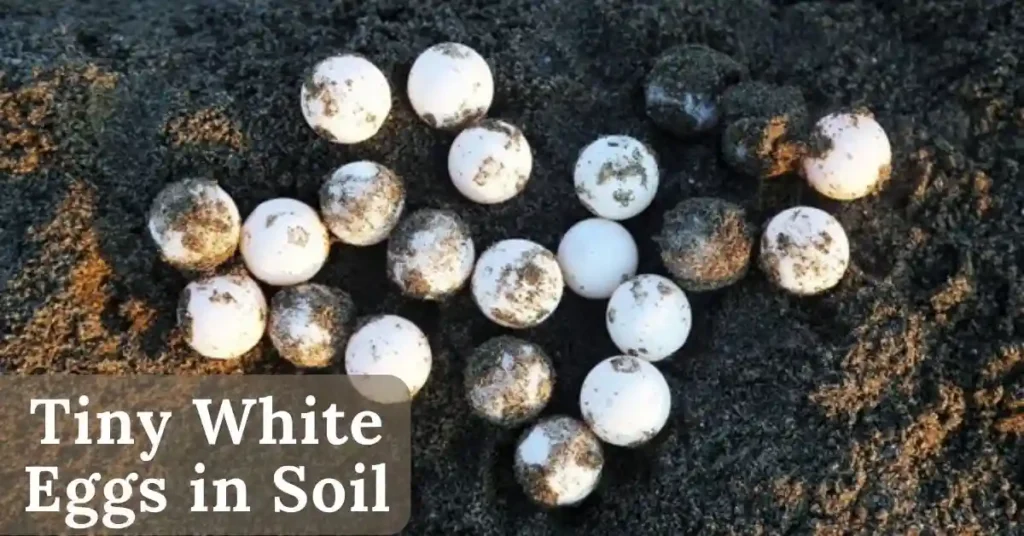 Tiny White Eggs in Soil