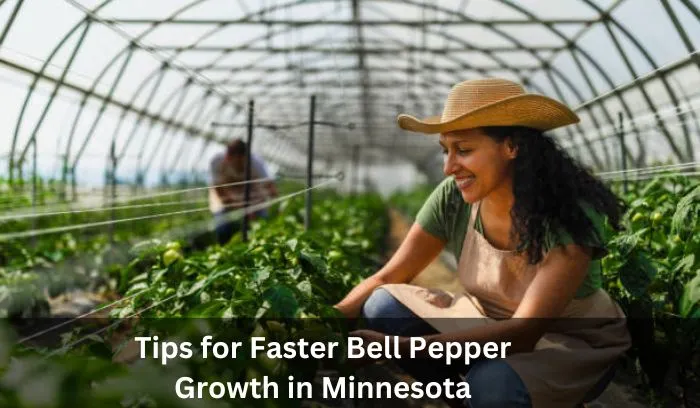 How Long Does It Take to Grow Bell Peppers in Minnesota