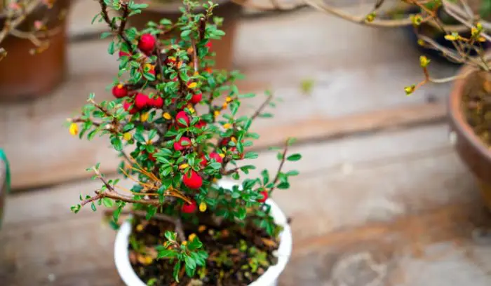 Hibiscus Bush vs Tree