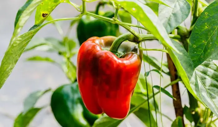 How Long Does It Take for Bell Peppers to Grow?