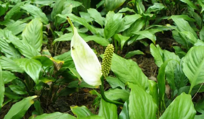 PEACE LILY 