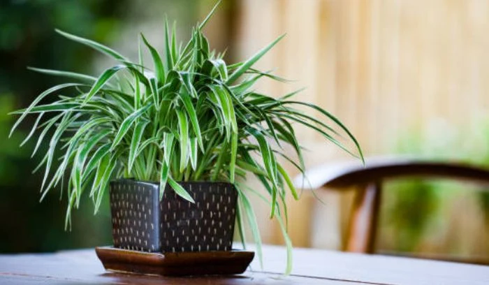 SPIDER PLANT