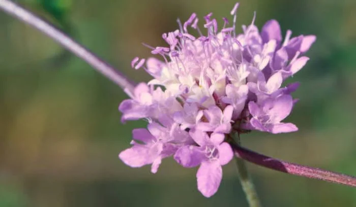 Pincushion Flower (Scabiosa columbaria)