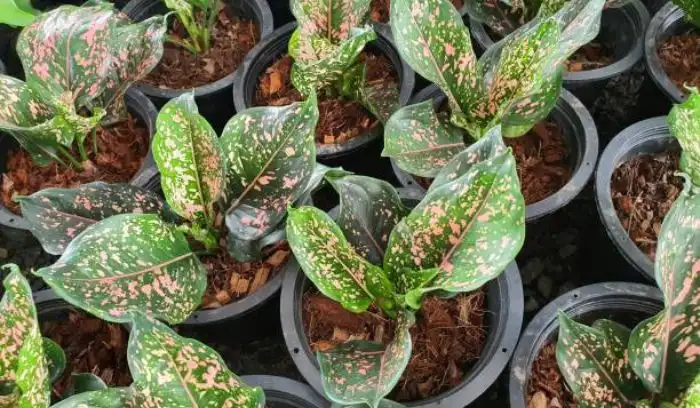 CHINESE EVERGREEN 